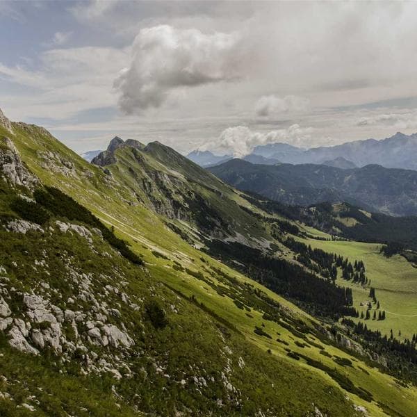 Sit Amet Muay Thai Shorts — product image